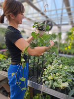 MONSTERA SILTEPECANA DŁUGI ZWIS P16