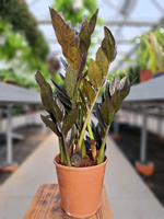 ZAMIOCULCAS RAVEN P14