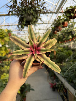 CRYPTANTHUS ZONANTUS P9