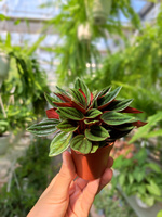 PEPEROMIA ROSSO MINI P5,5