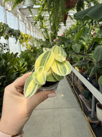 TRZYKROTKA VARIEGATA P6