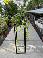 DISCHIDIA IMBRICATA P14