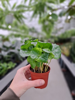 COFFEA ARABICA P7