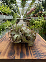 TILLANDSIA STREPTOPHYLLA P8