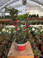 OSTROKRZEW KOLCZASTY  BLUE ANGEL P15