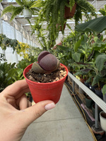 LITHOPS PLEIOSPILOS NEL P6