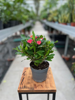 EUPHORBIA VULCANUS P13