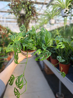 MONSTERA ACUMINATA P13