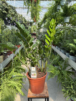 ZAMIOCULCAS ZAMIFOLIA P21