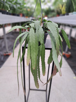 EPIPHYLLUM ACKERMANII P14