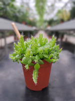 HYLOCEREUS P5.5