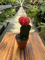 GYMNOCALCIUM JAPAN ROOD P5,5