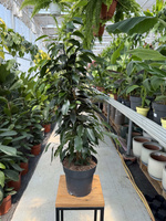 FICUS BENJAMINA DANIELLE P17