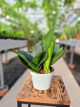 SANSEVIERIA HAHNII P12