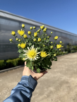 CHRYZANTEMA DROBNOKIATOWA ŻÓŁTA IGIEŁKA MINI P11