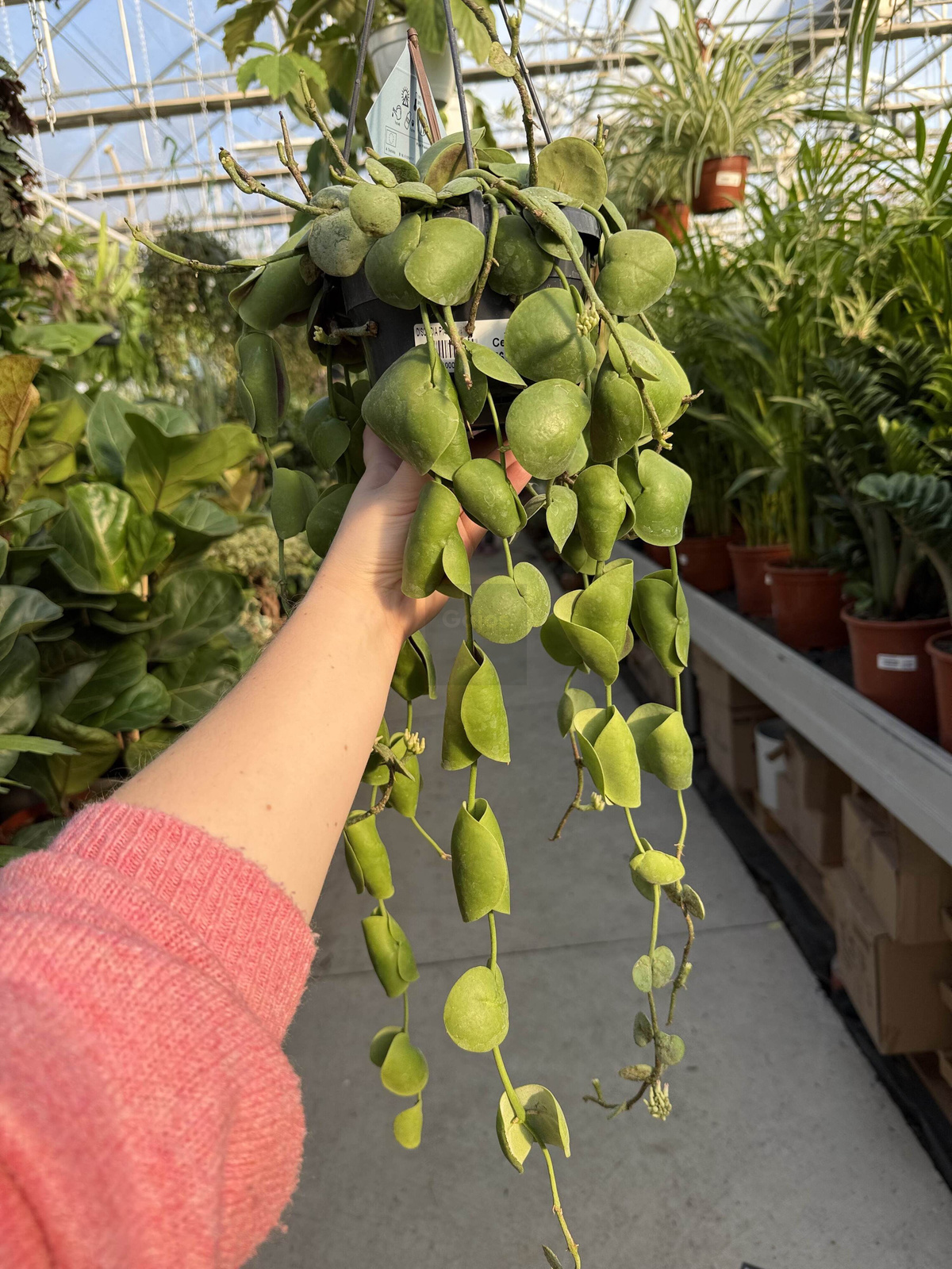 DISCHIDIA PLATYPHYLLA P14 - obrazek 5