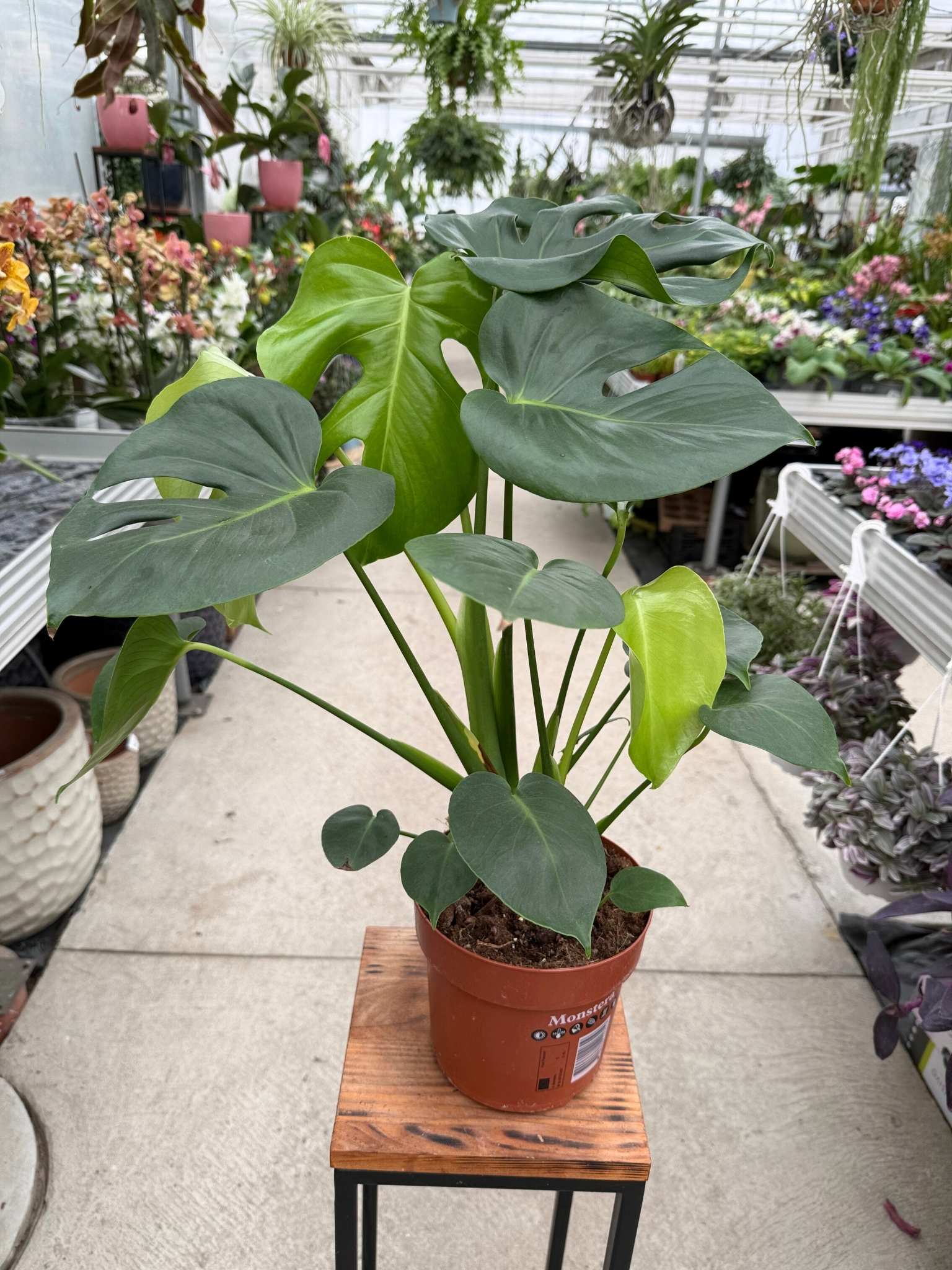 MONSTERA DELICIOSA P17
