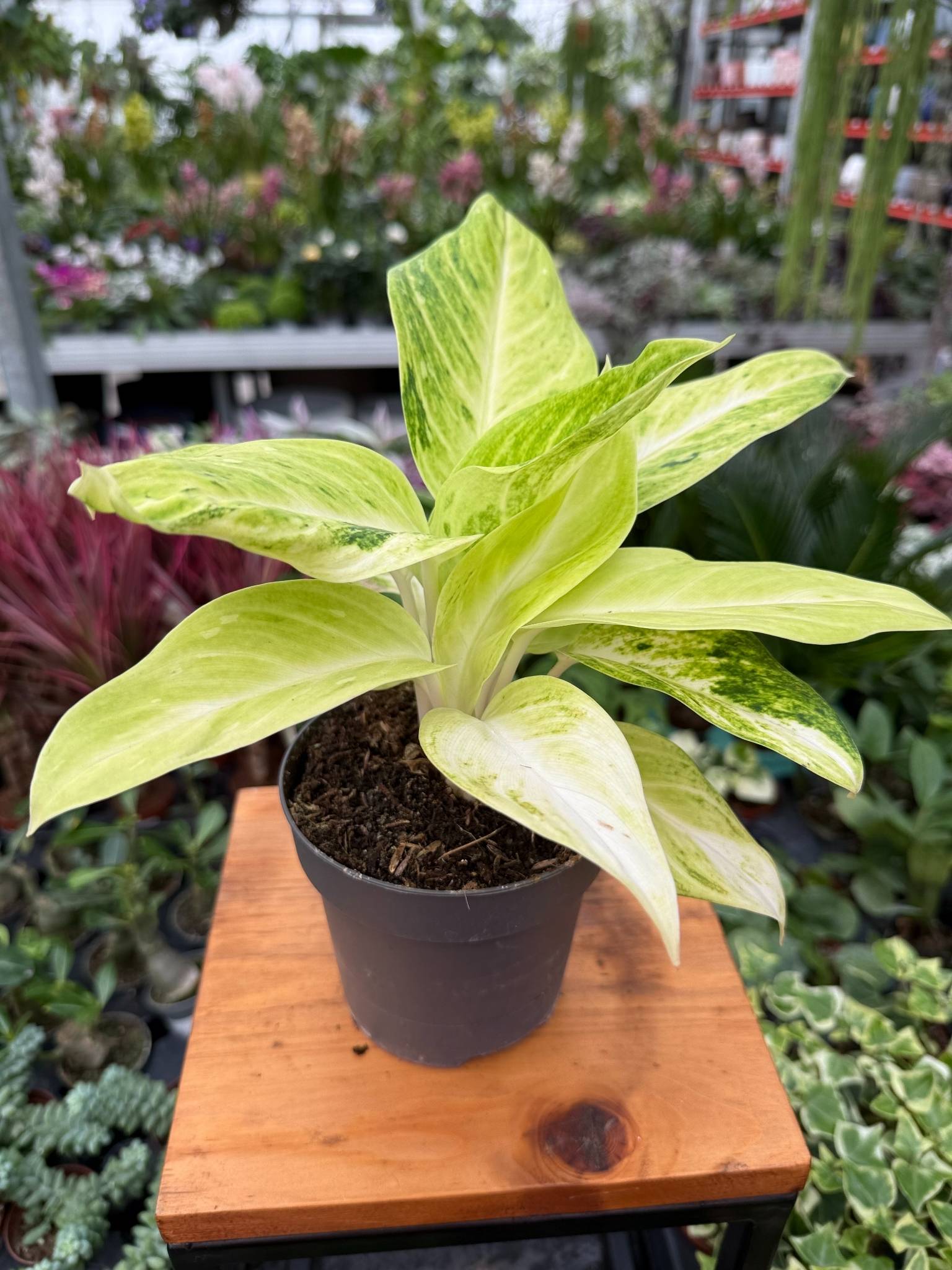 aglaonema citronelle