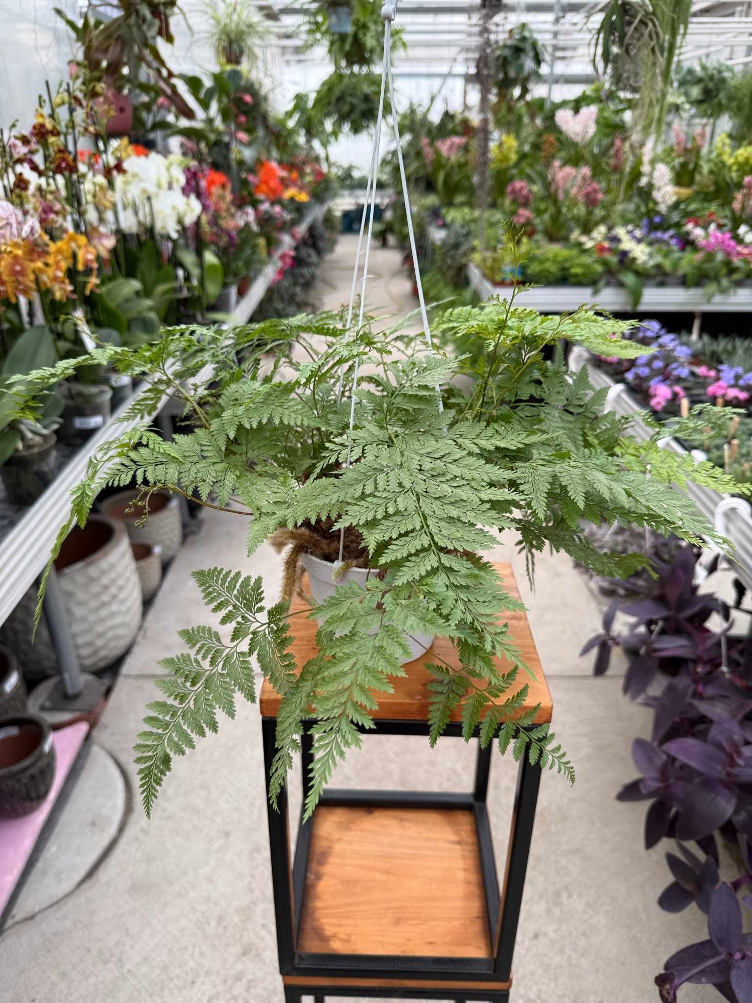 Paproć Davallia Noga Pająka