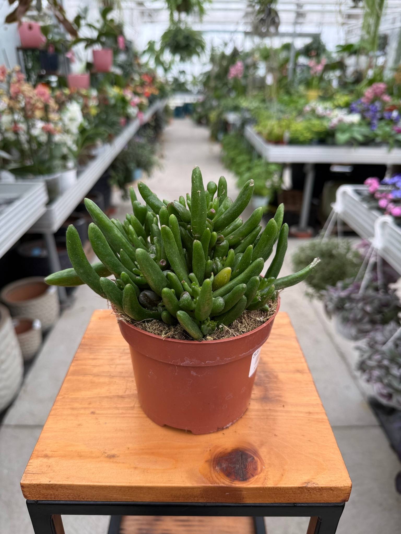 Crassula ovata Hobbit P12