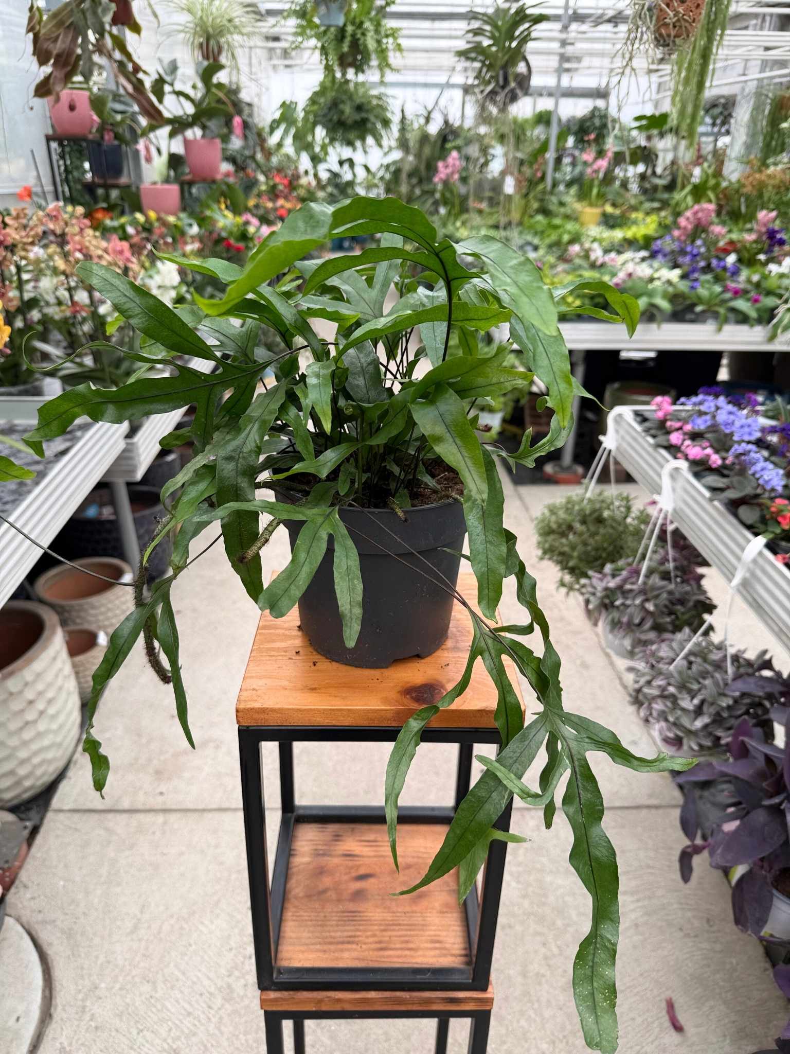 Paproć Microsorum diversifolium p17