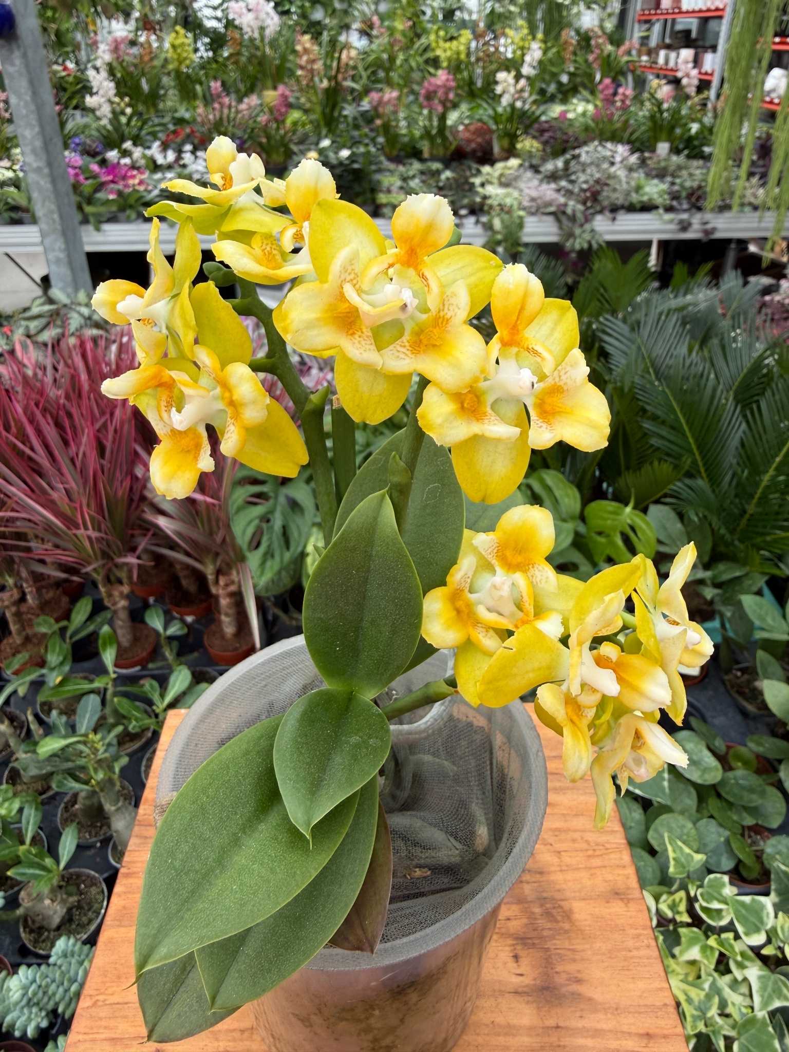 phalenopsis yellow batman