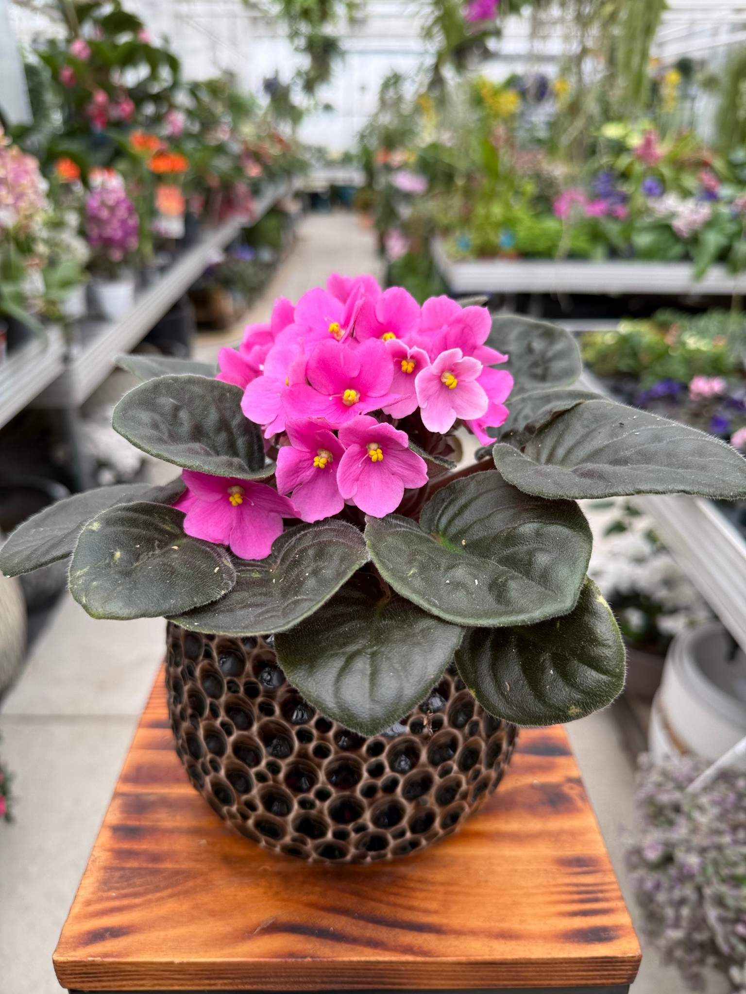 SAINTPAULIA RÓŻOWA