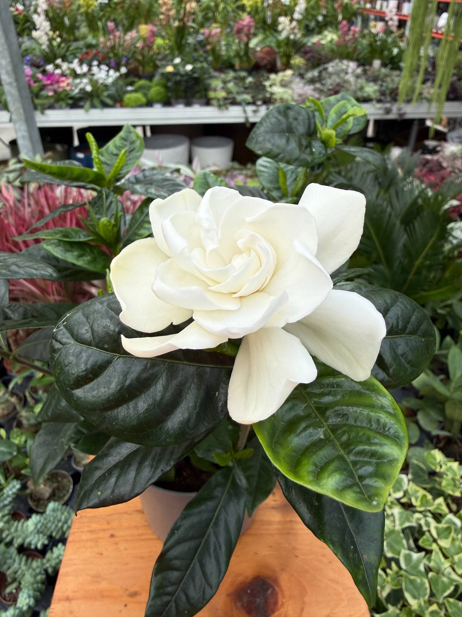 gardenia jasminoides