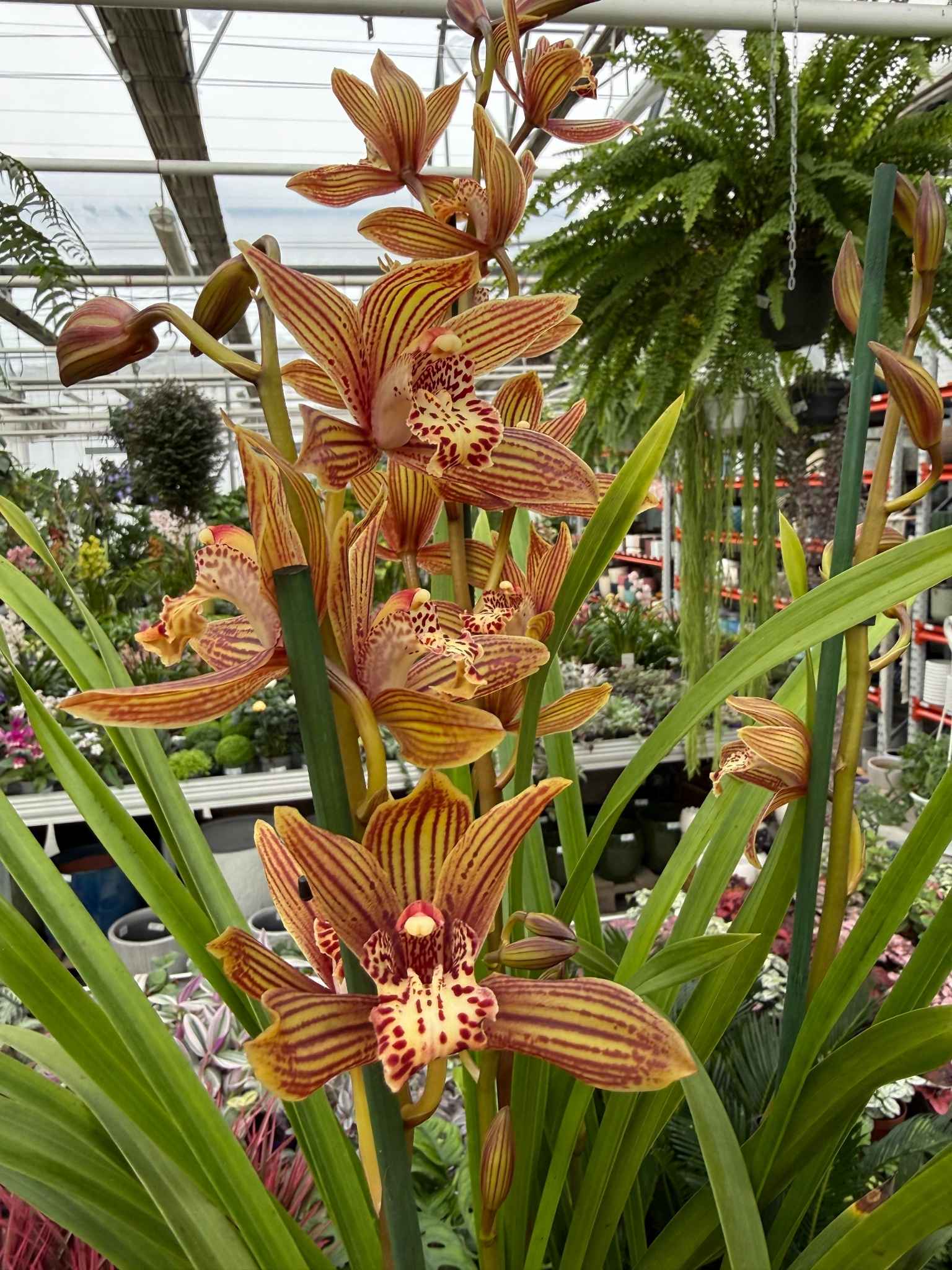 cymbidium brązowo-żółte