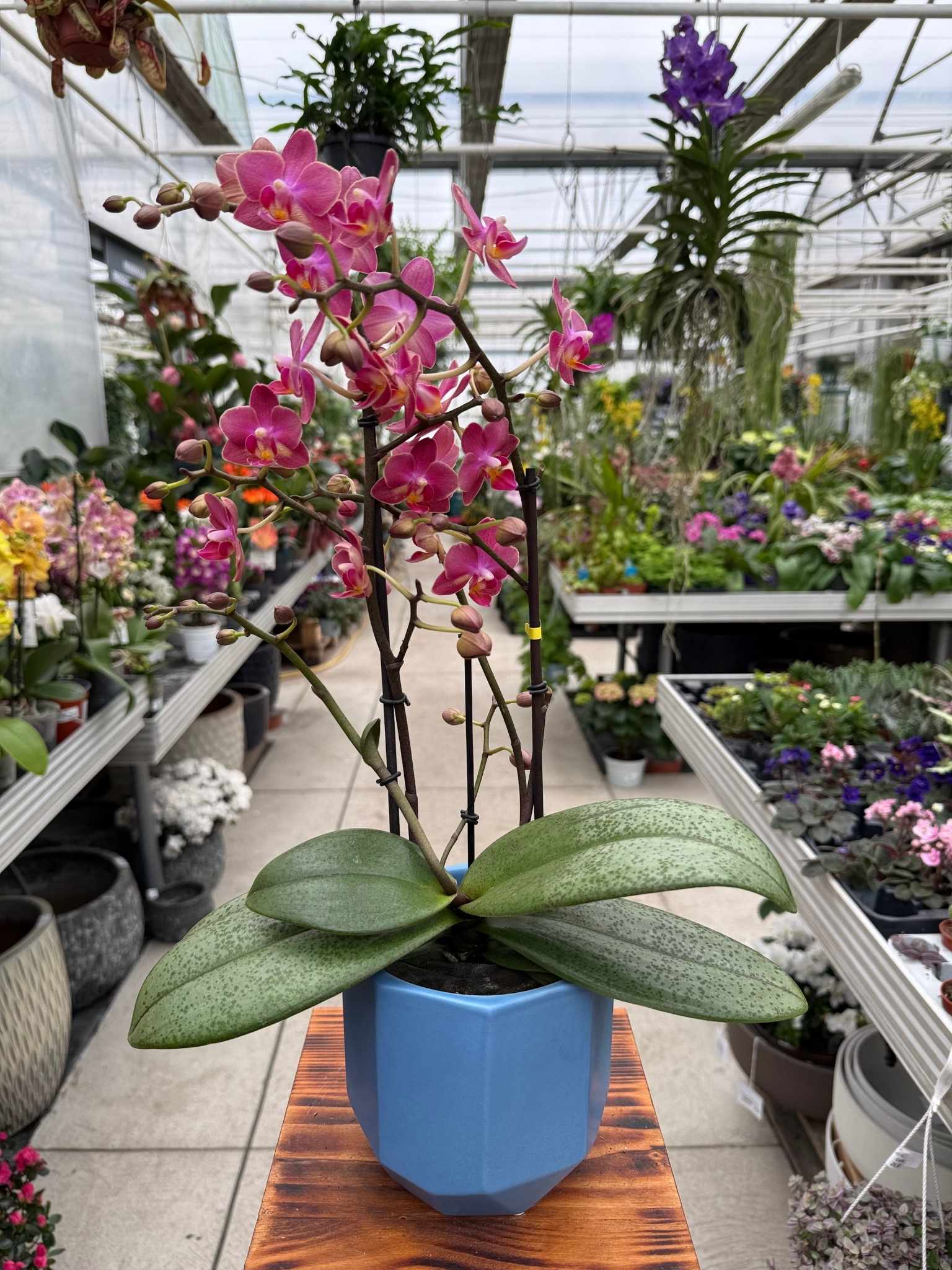 phalaenopsis orange aromio floral