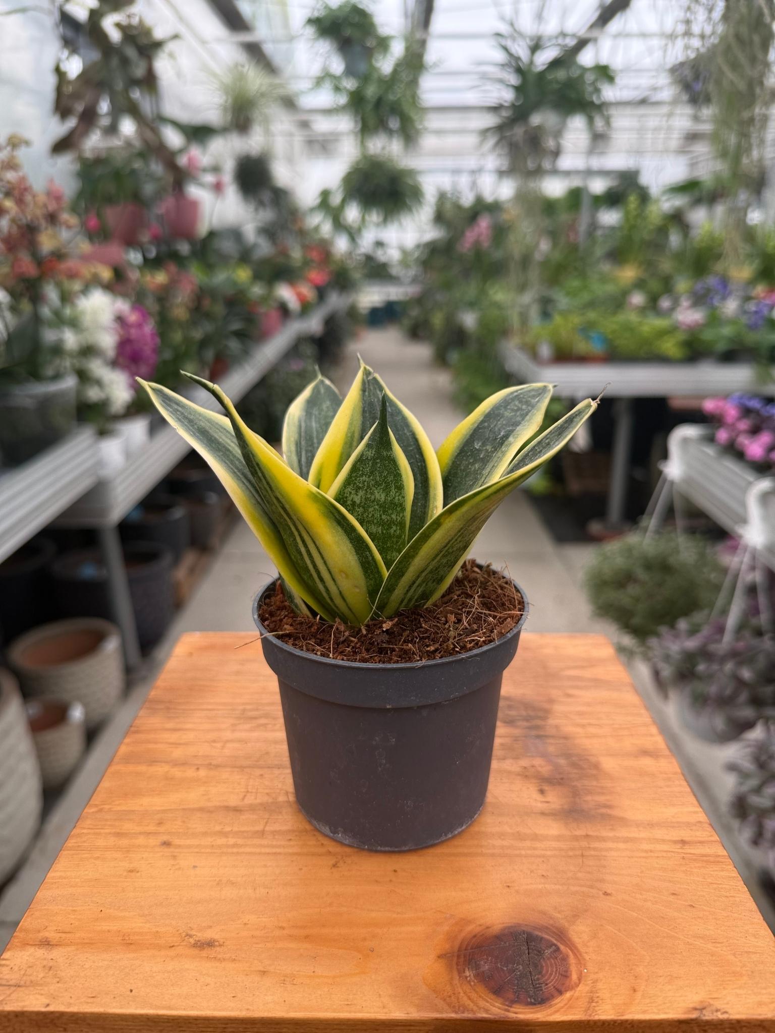 Sansevieria Hahnii