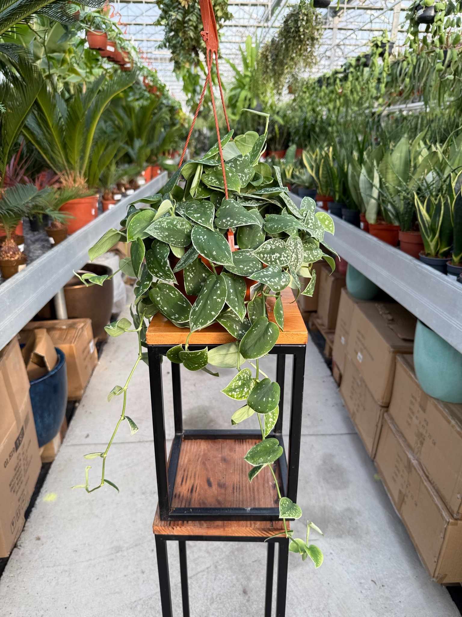 epipremnum argyraeus