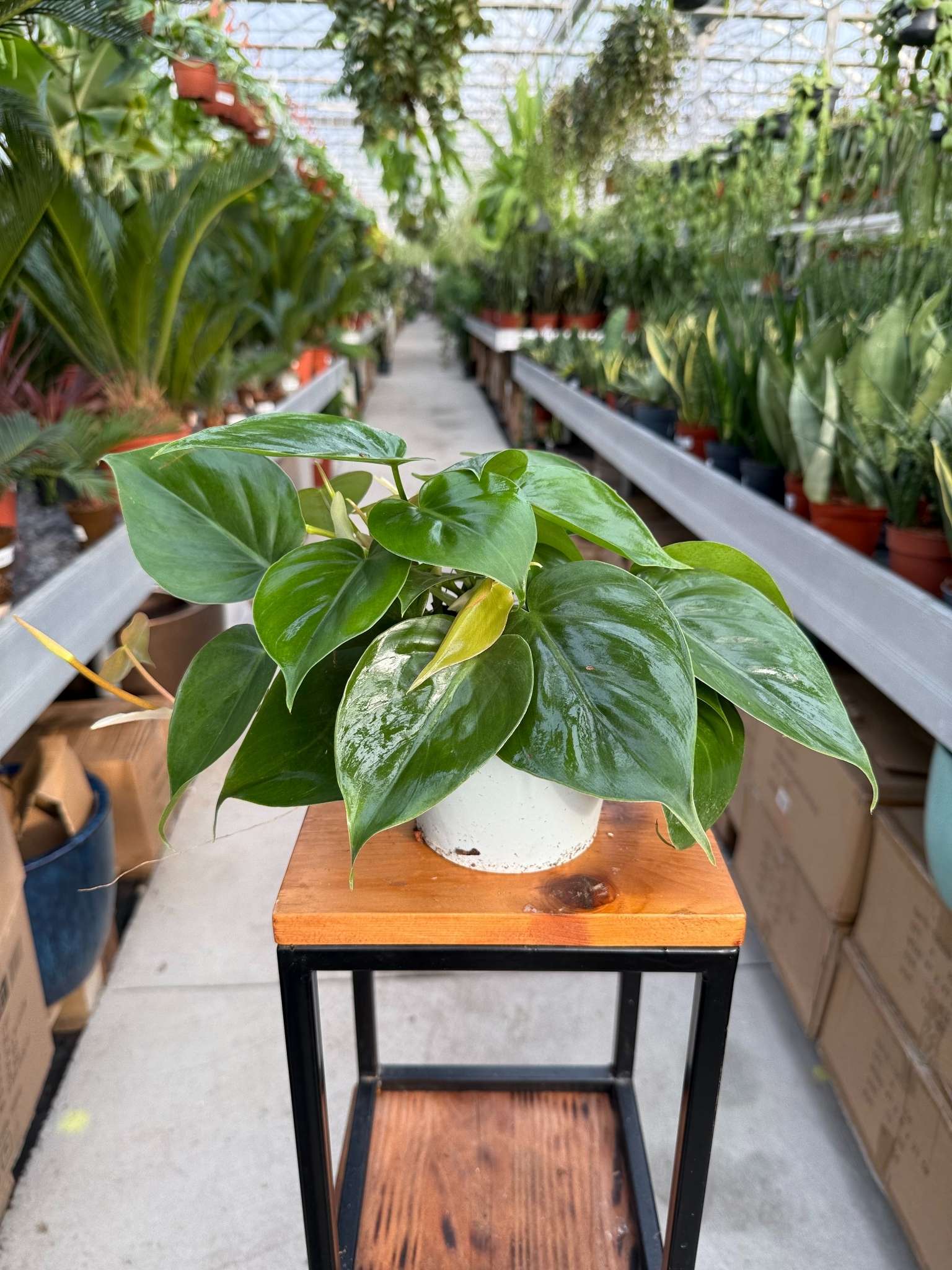 PHILODENDRON SCANDENS