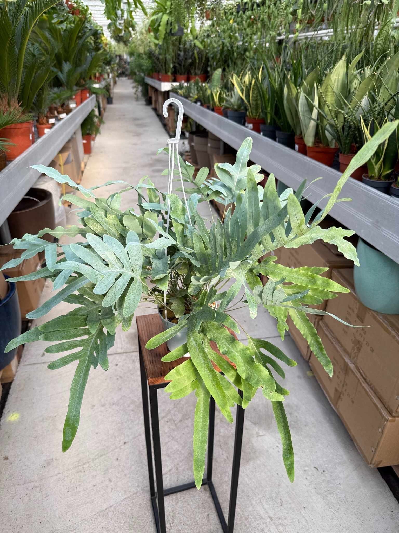 PHLEBODIUM AUREUM BLUE STAR