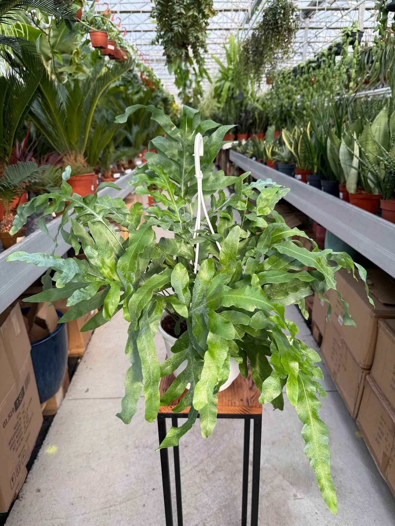 phlebodium aureum blue star