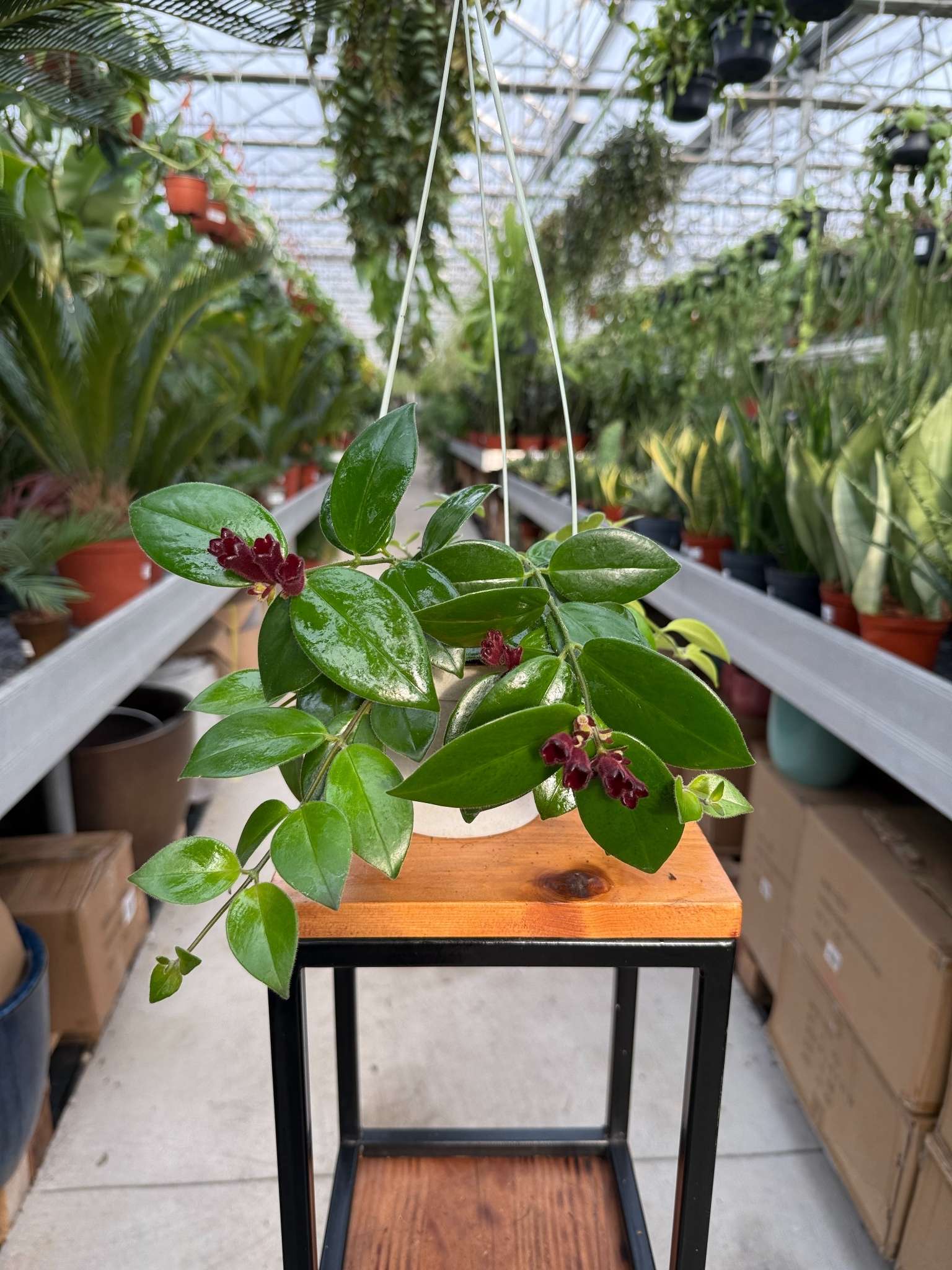 eszynantus mona lisa