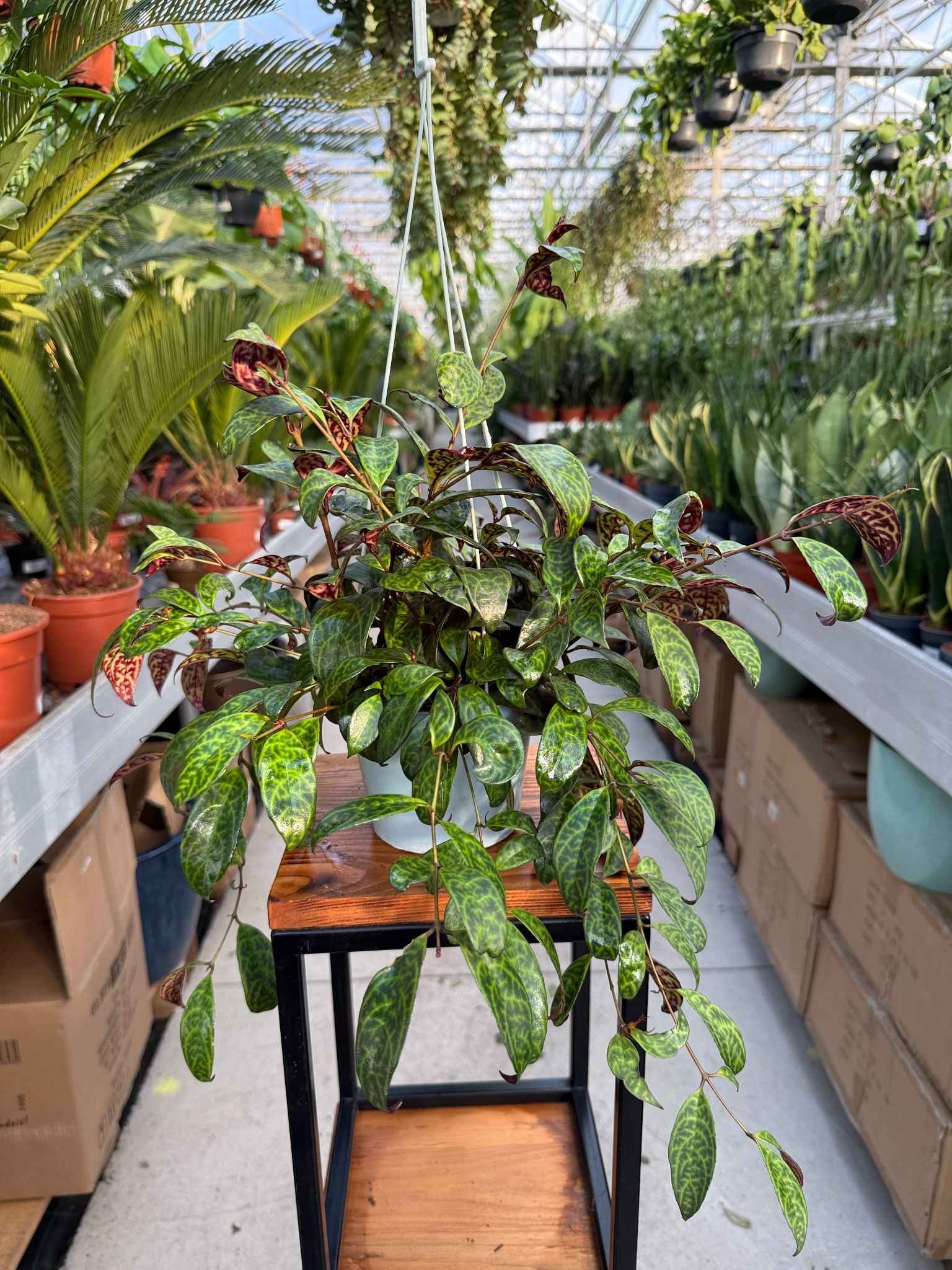 eszynantus marmurkowy