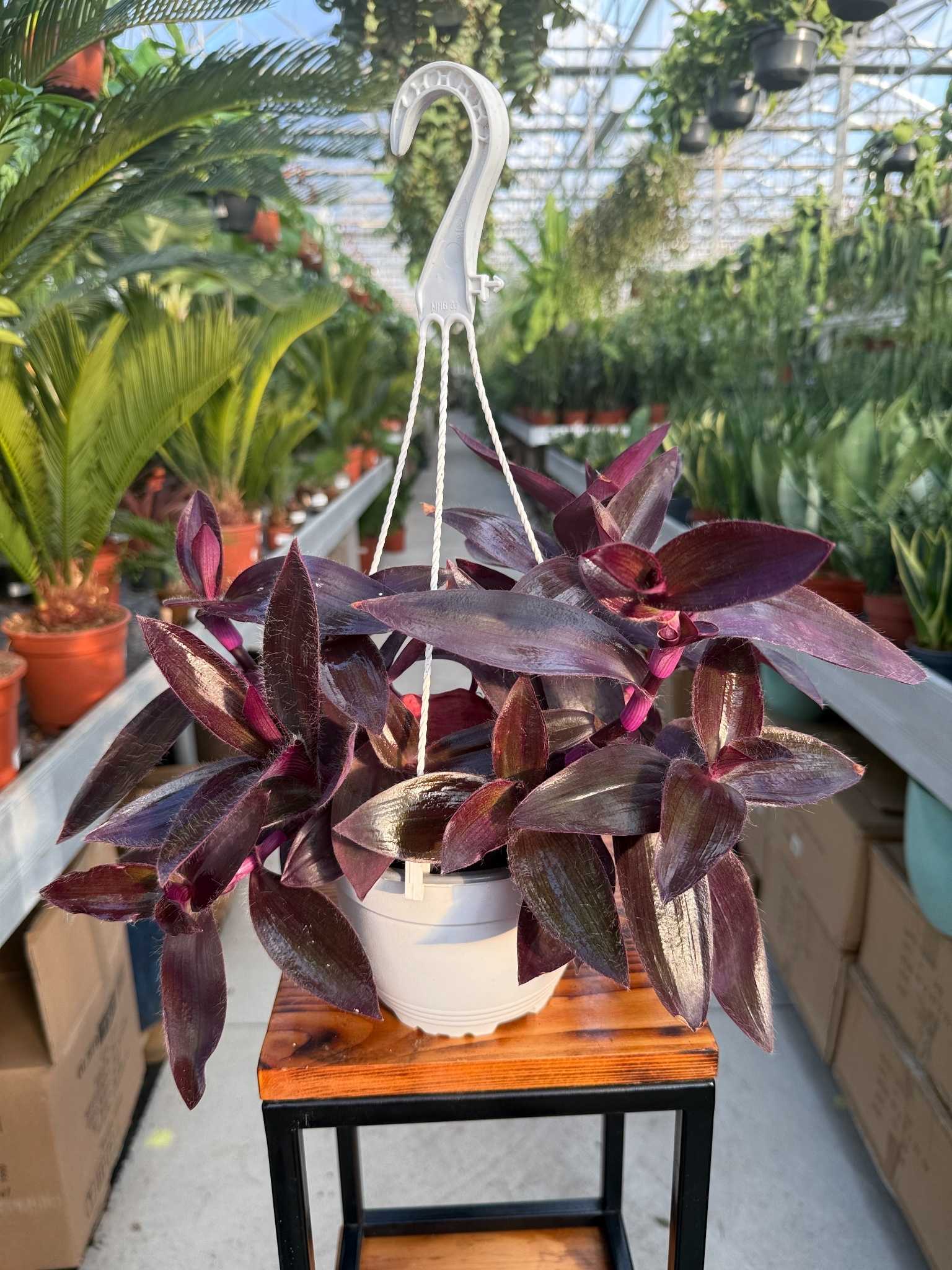 TRZYKROTKA PURPUROWA