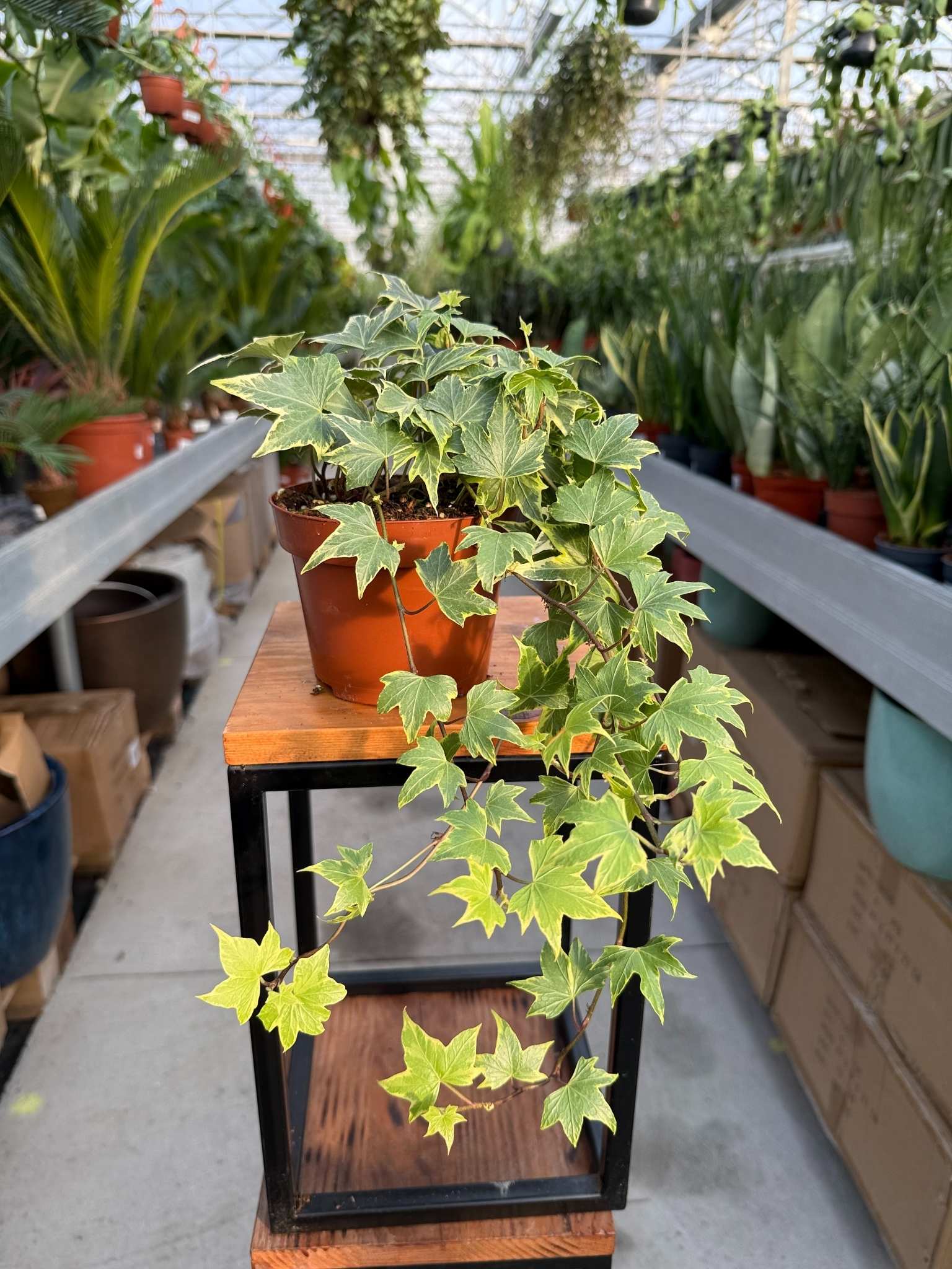 hedera helix yellow ripple