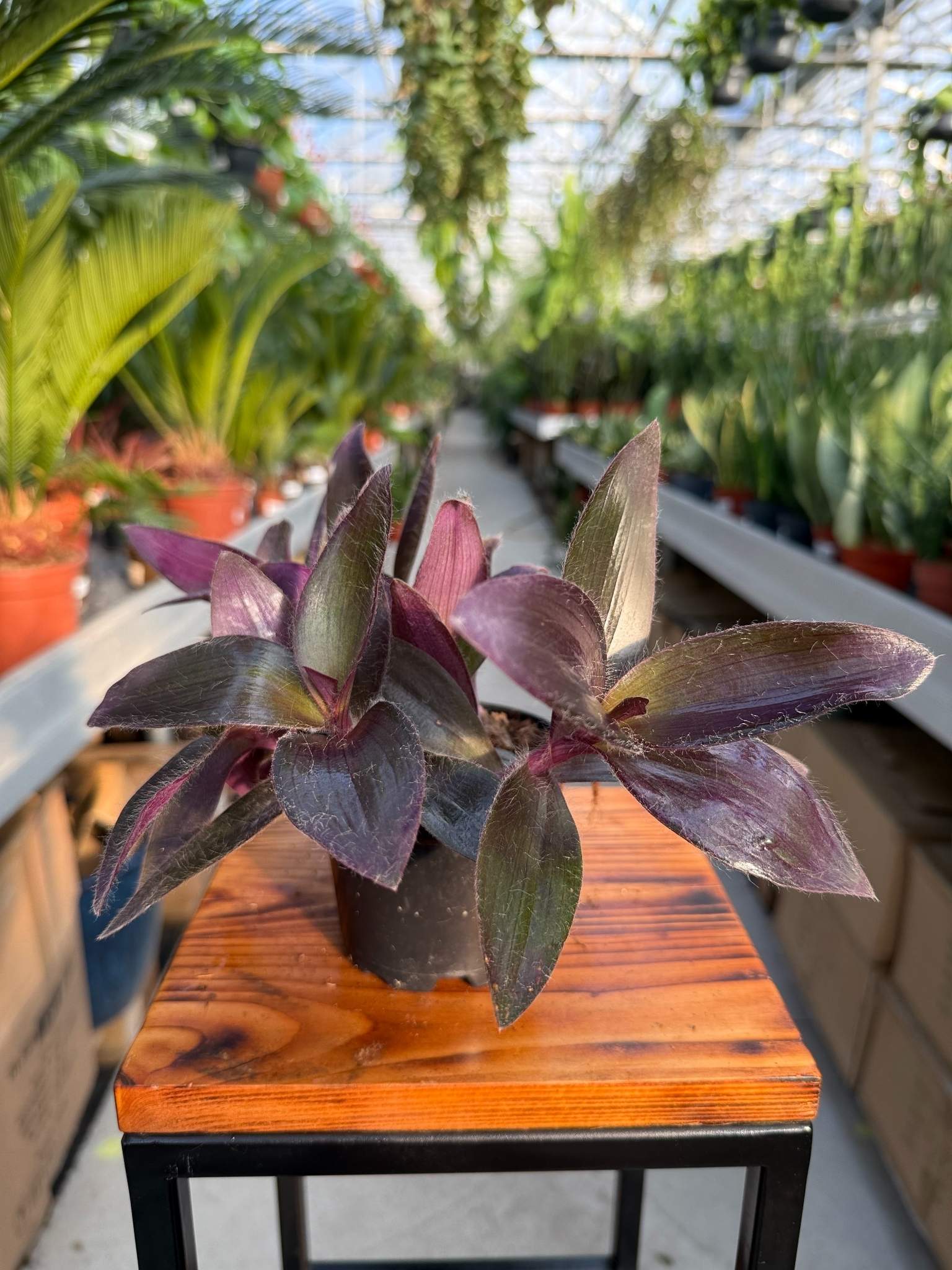 trzykrotka purpurowa