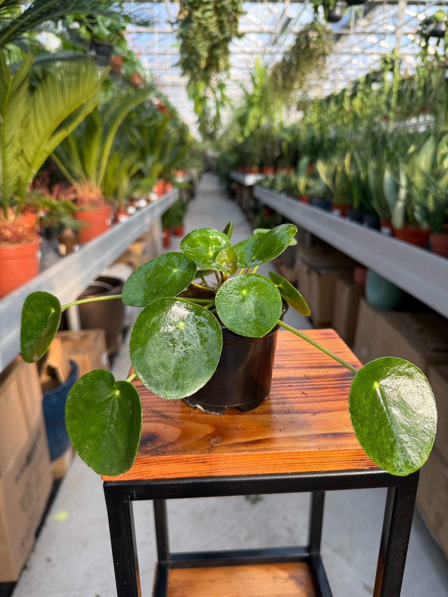 pilea pieniążek