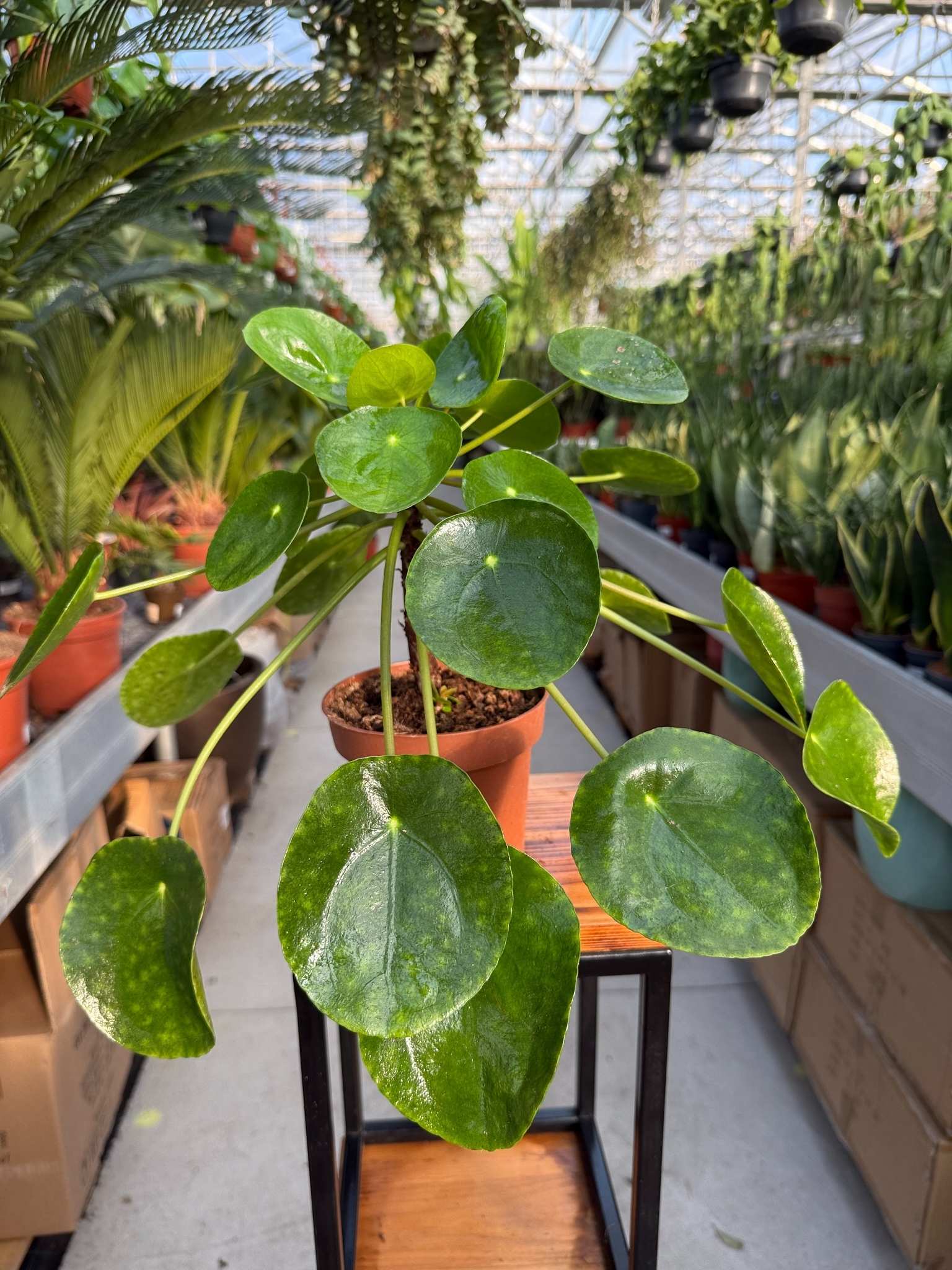 pilea pieniążek