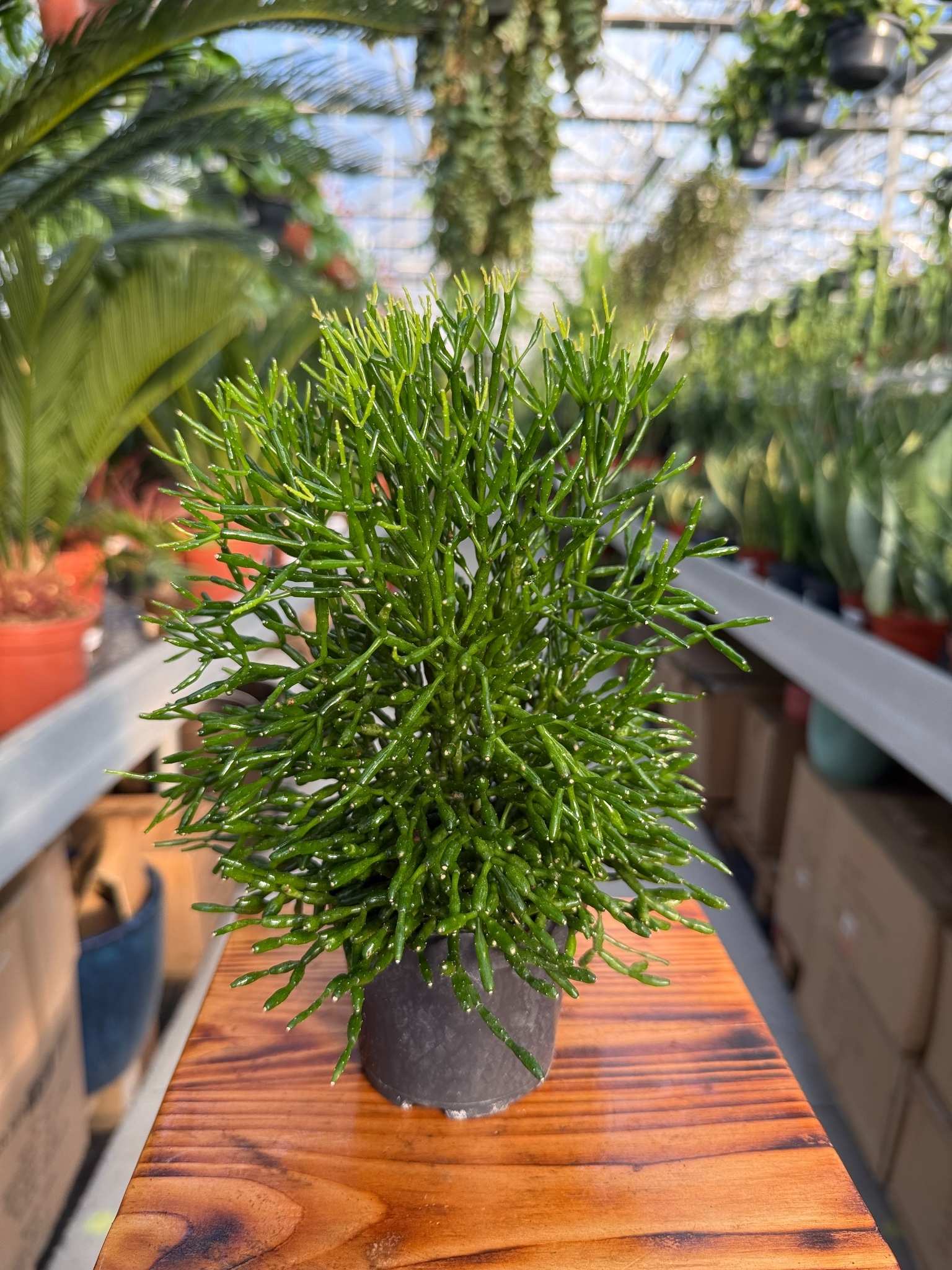 rhipsalis oasis