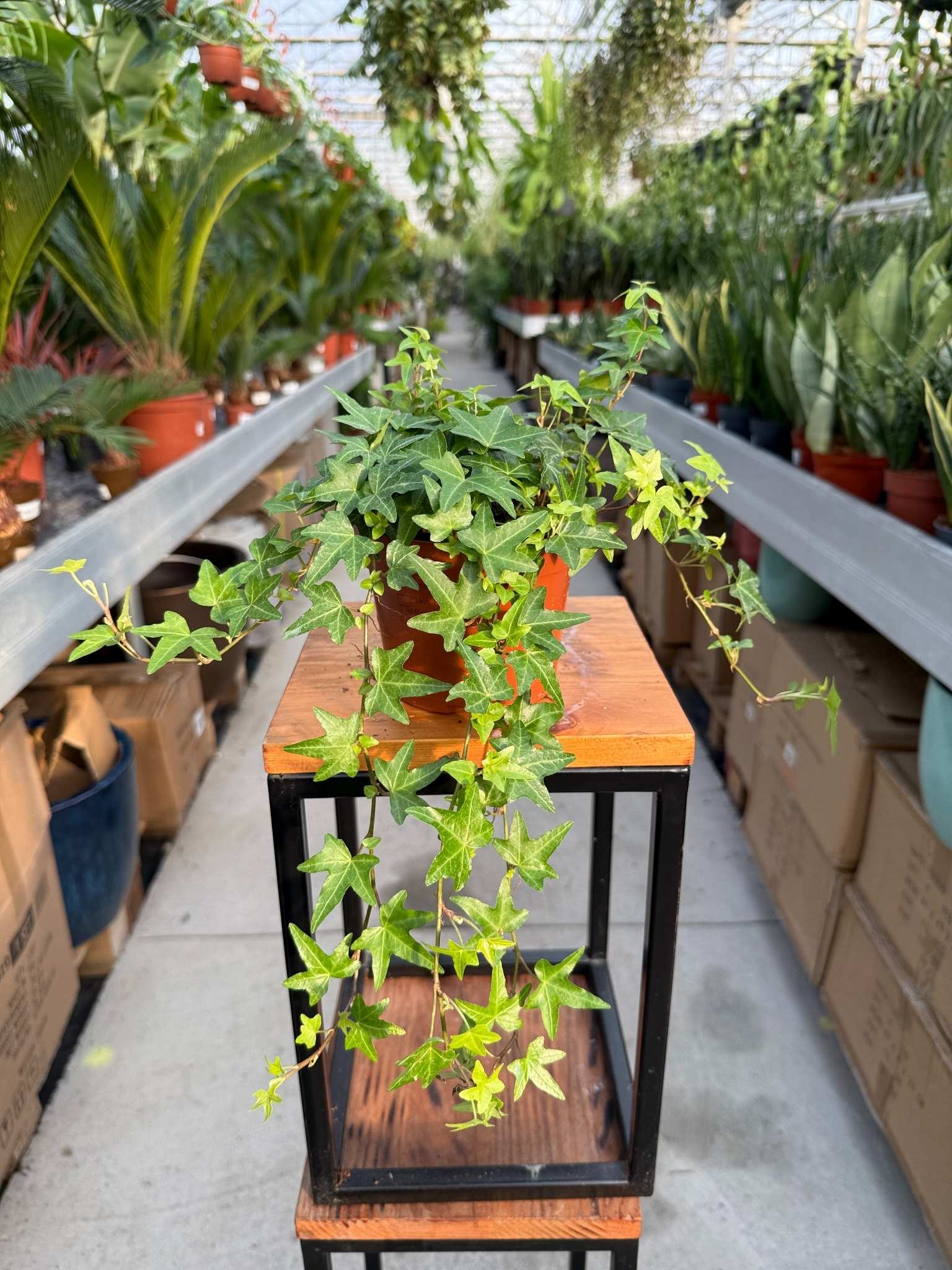 HEDERA HELIX JACOBINE