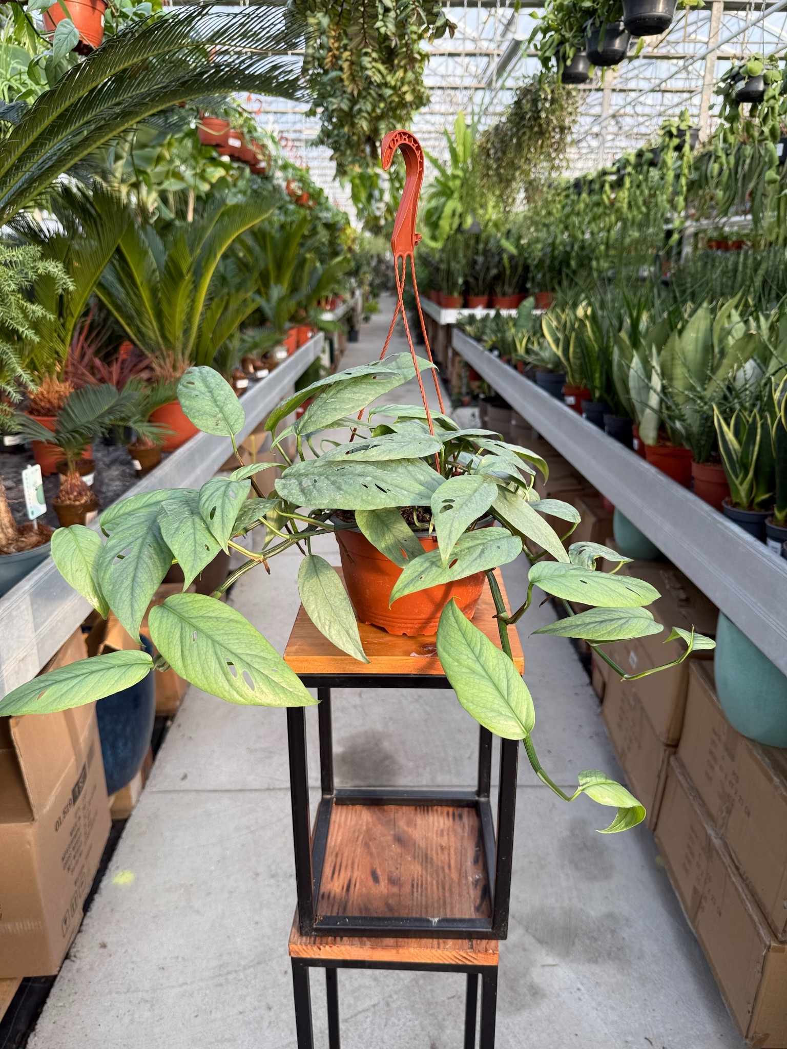 SCINDAPSUS CEBU BLUE