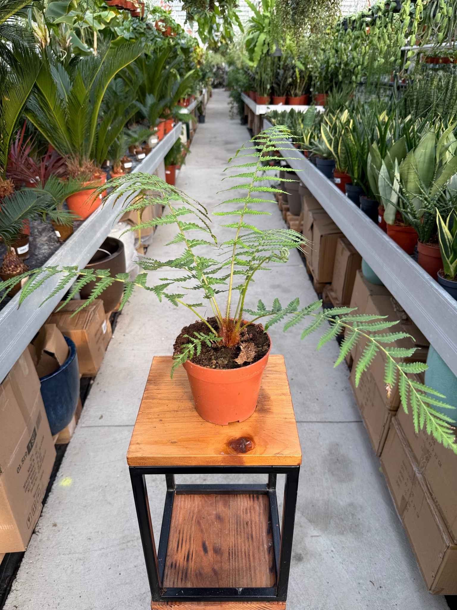 DICKSONIA ANTARKTICA