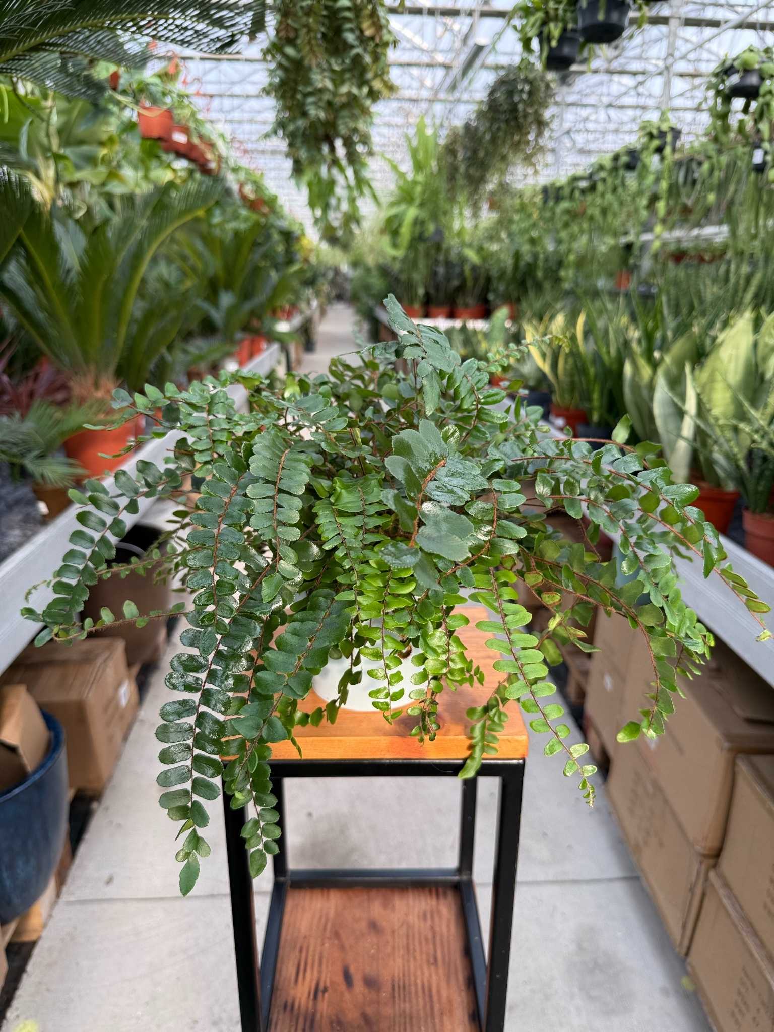 pelle rotundifolia ciemnotka