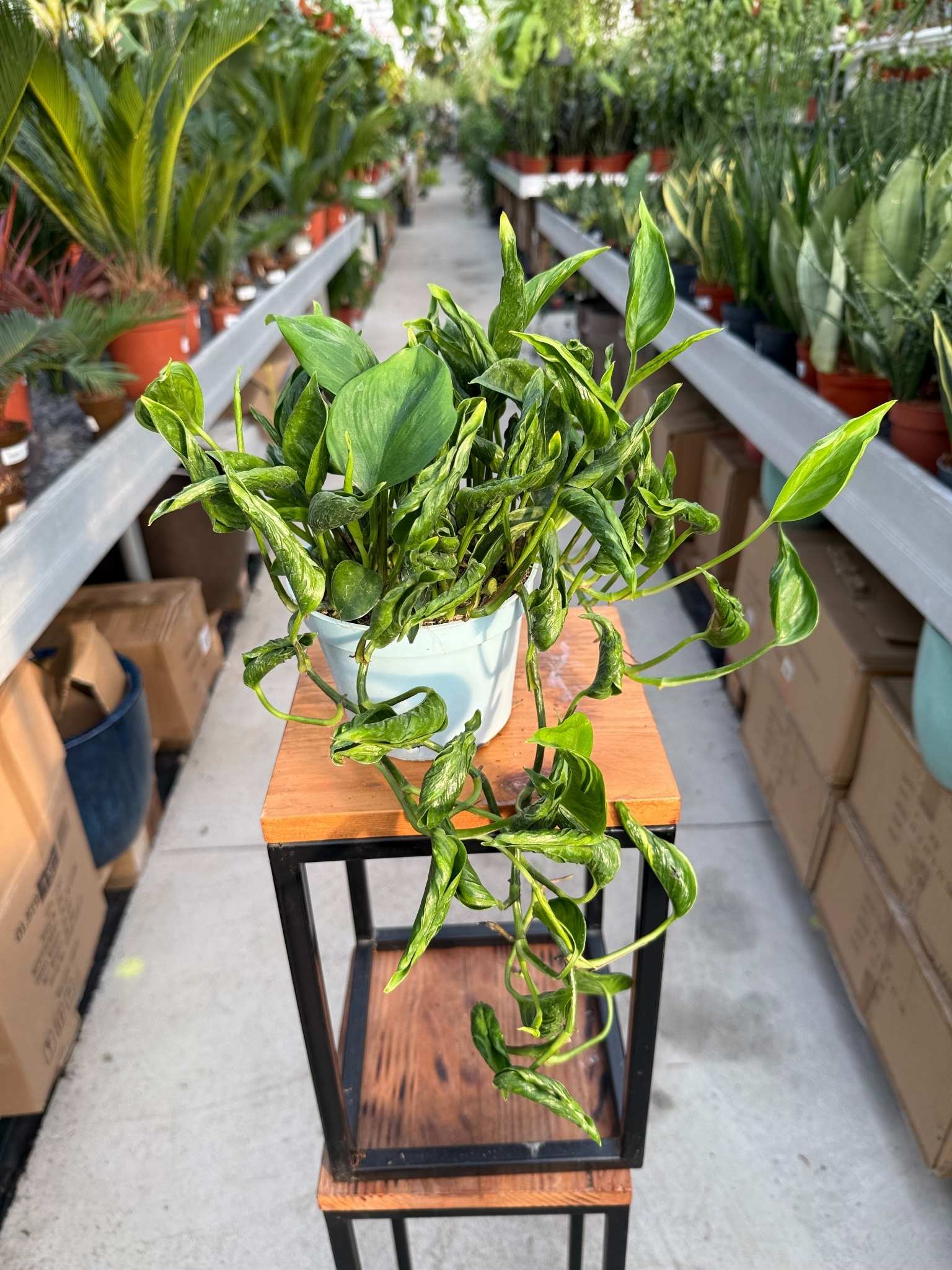 epipremnum shangri la