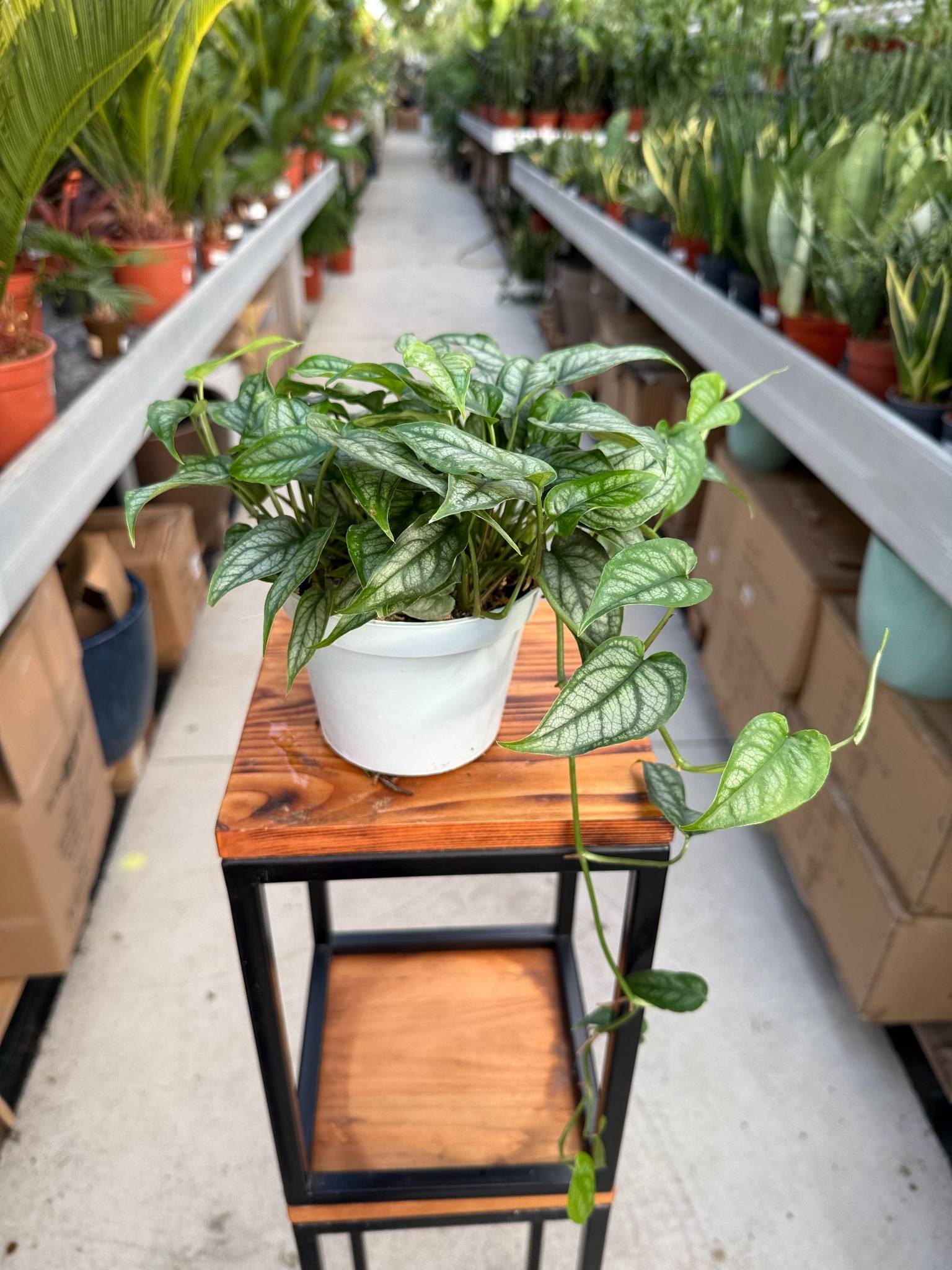 monstera siltepecana