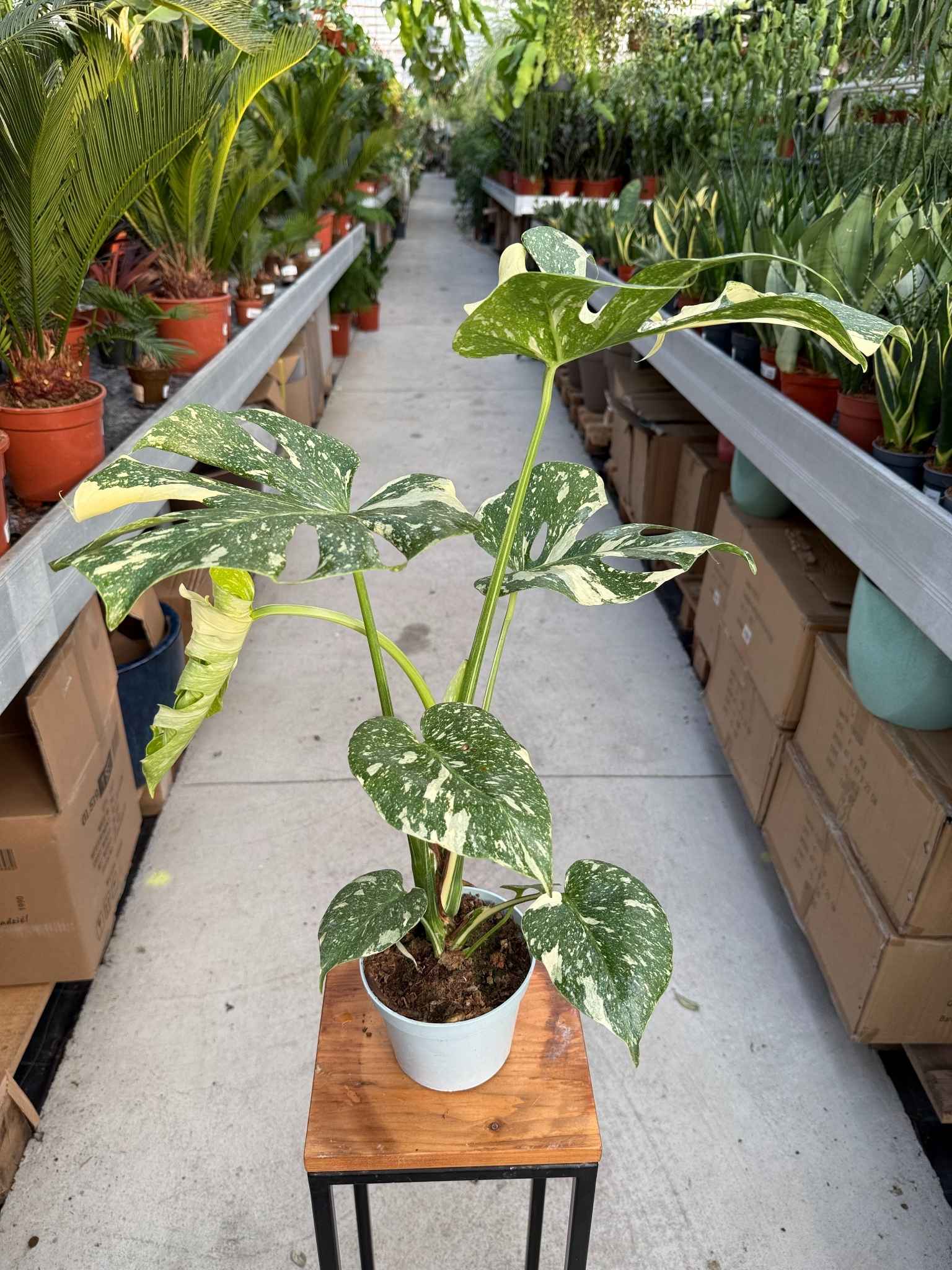monstera thai
